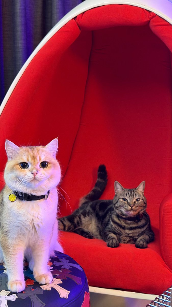 ᴀᴅᴏʀɪ tweet media