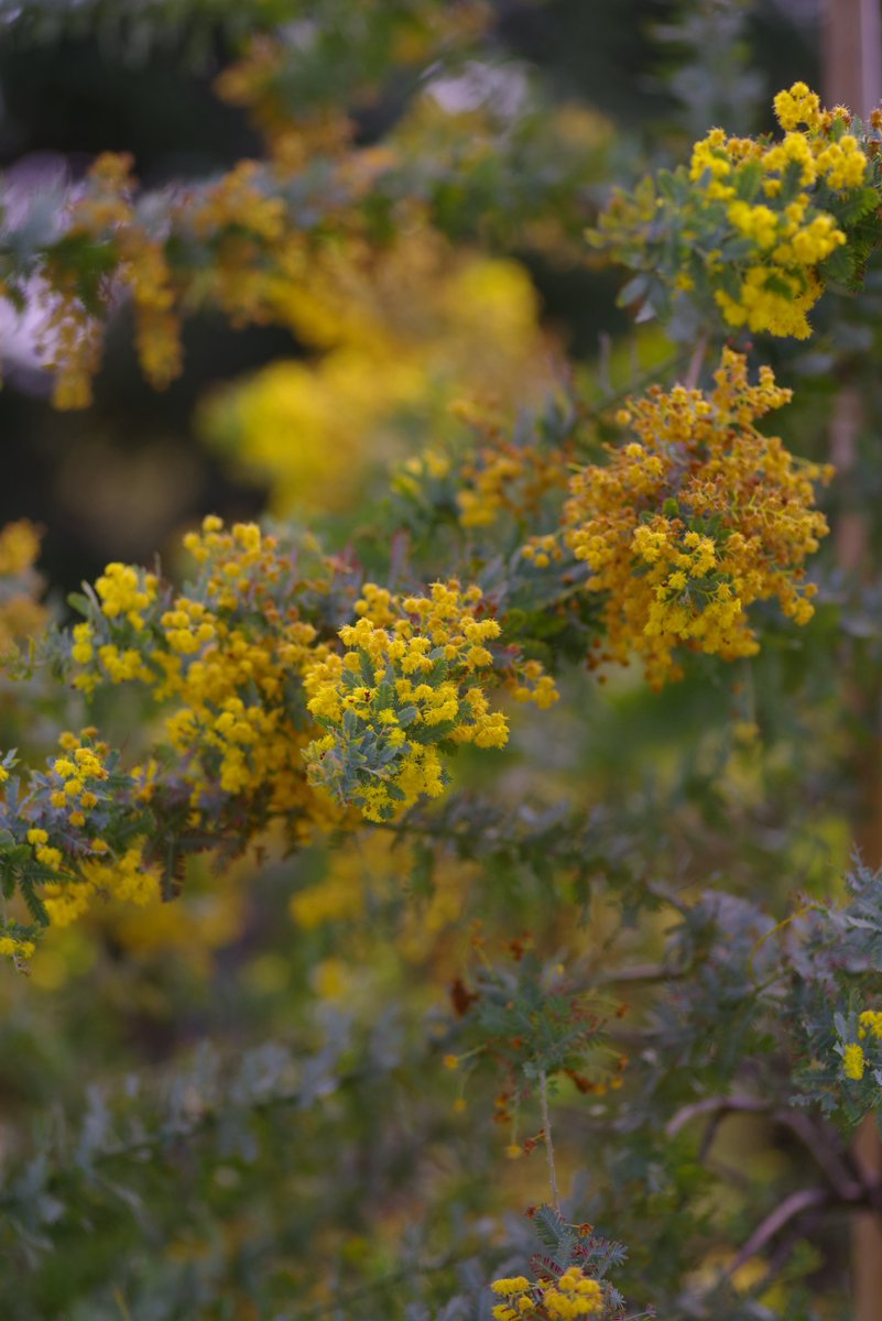 ごまのら tweet media