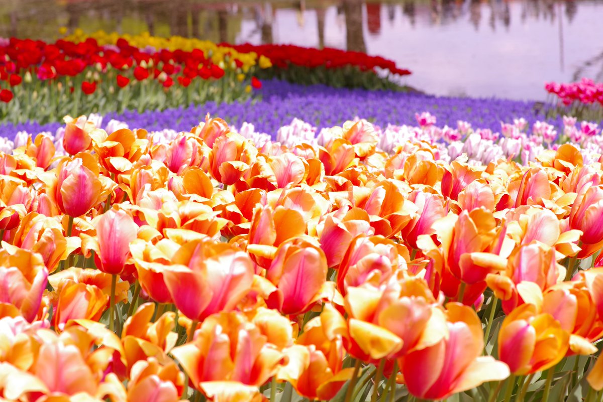 ごまのら tweet media