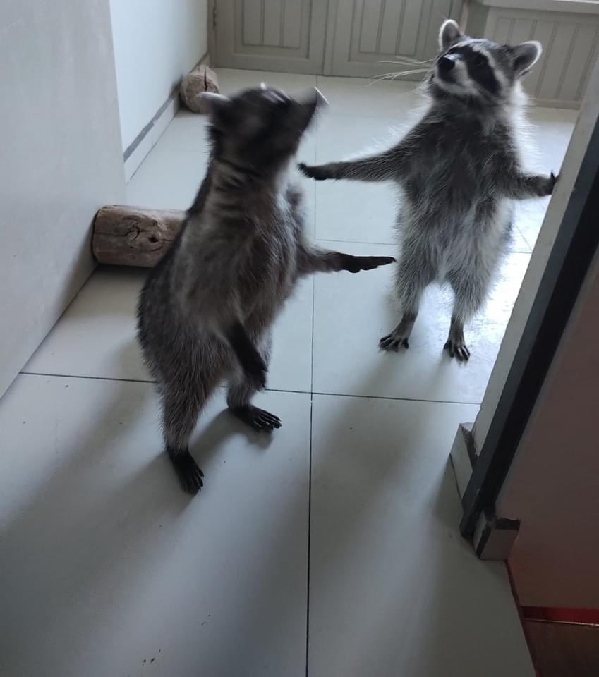 raccoonhourly's tweet photo. https://t.co/WyoDYMXGGD