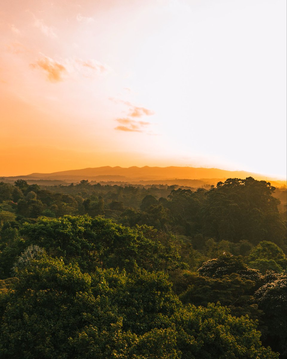 Onchomba Makori tweet media