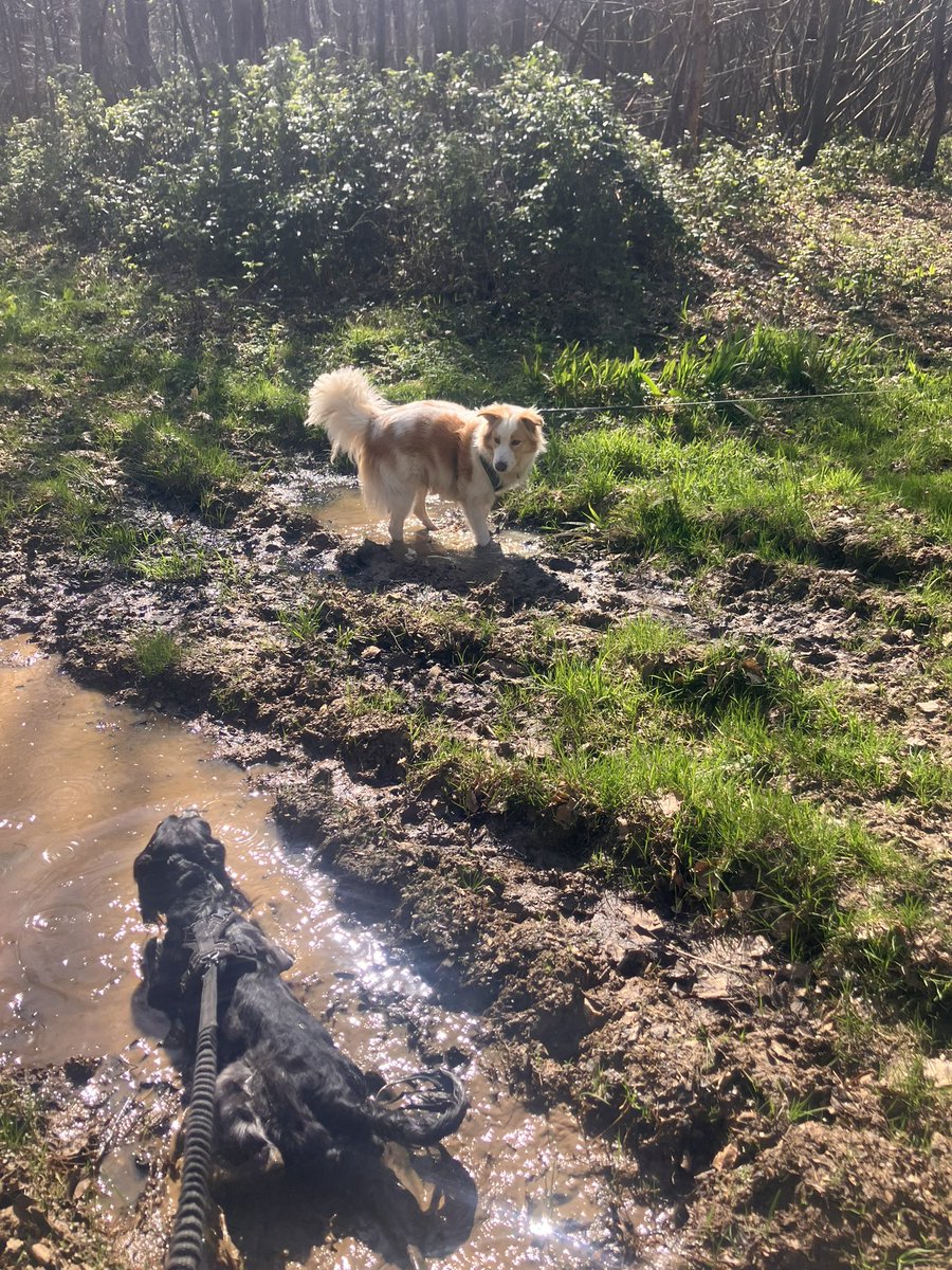 Eli & PiperSprocks Anipals tweet media