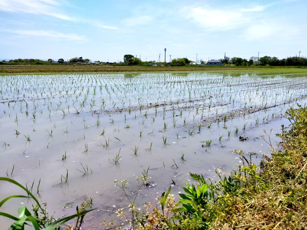 アゼミチ | JPYC近江米・NOLF tweet media