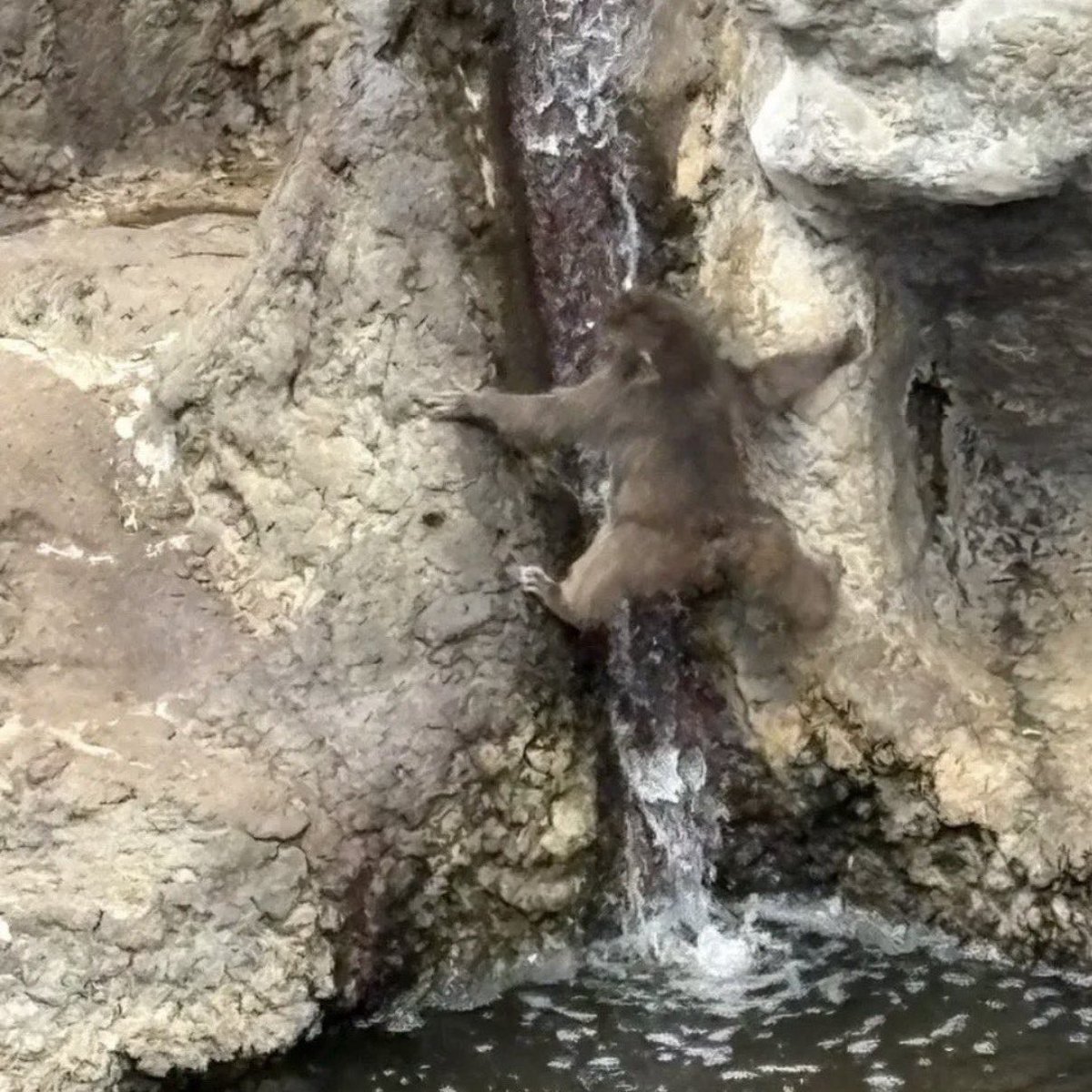 murf $punch tweet media