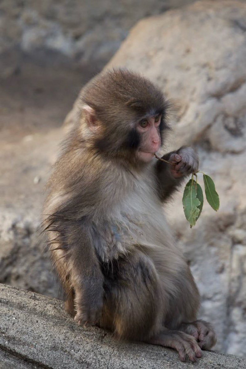 murf $punch tweet media