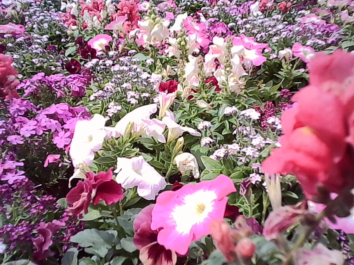 豆猫鳥 tweet media