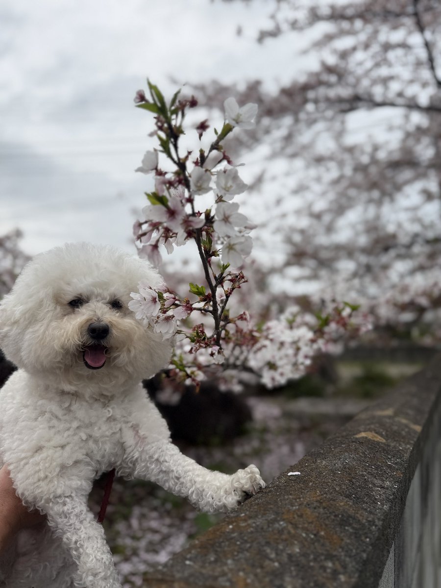 ackey_m1107's tweet photo. 🌸🐶🌸 
 
 #お花見  #犬のいる暮らし  #長瀞  #視覚障害者 https://t.co/sAOPdiaUB5