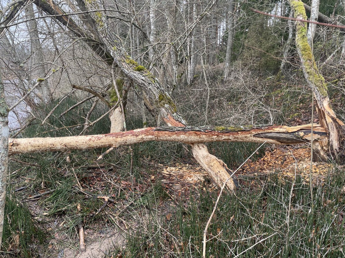 Juris Zariņš tweet media