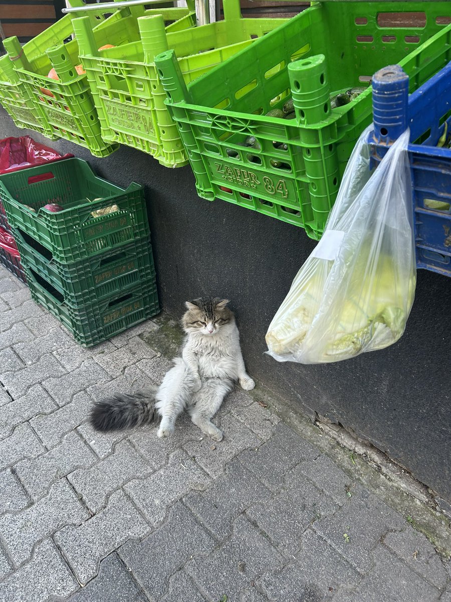 bulut seeing PIWON tweet media