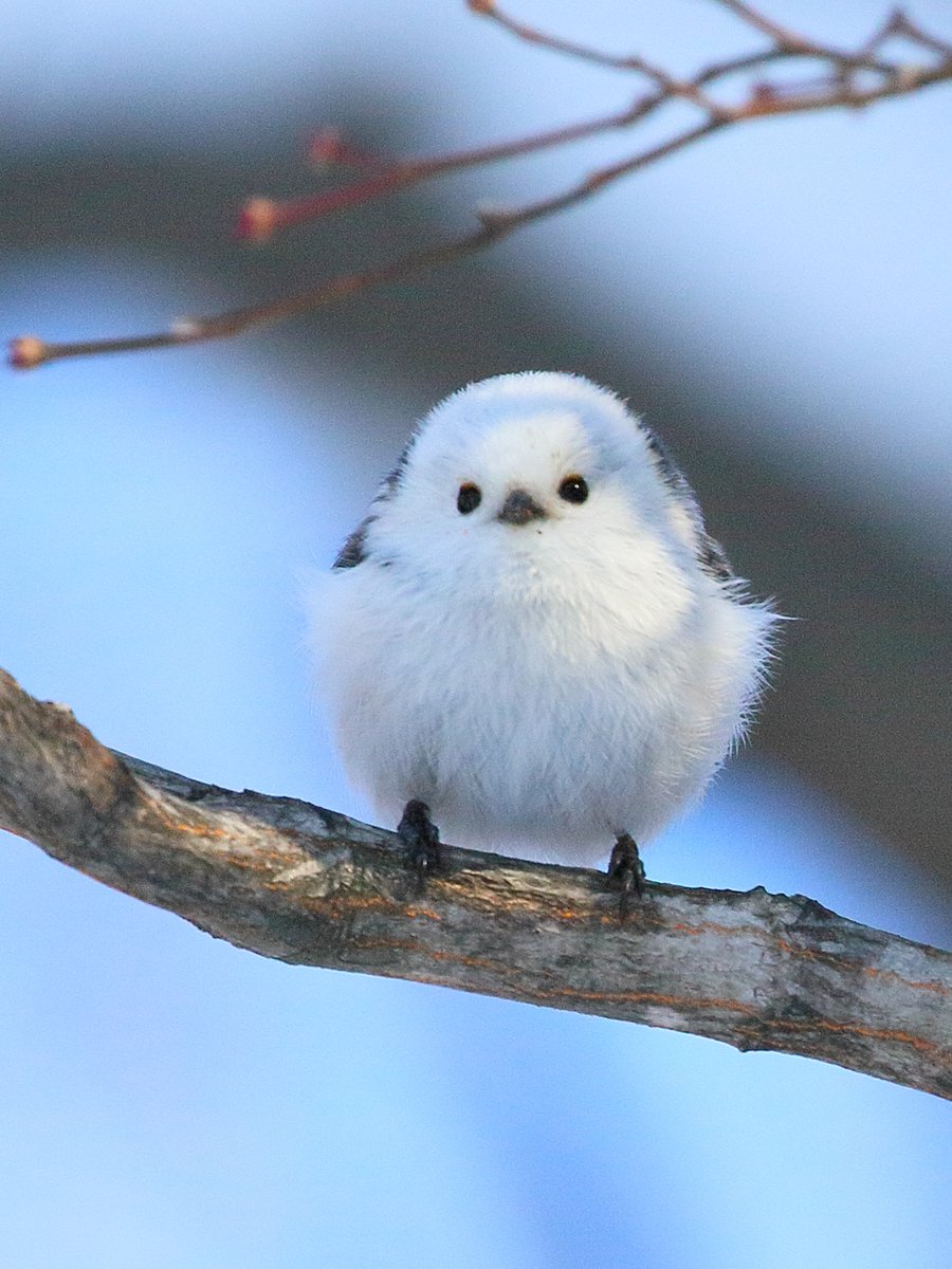 ぼく、シマエナガ。 tweet media