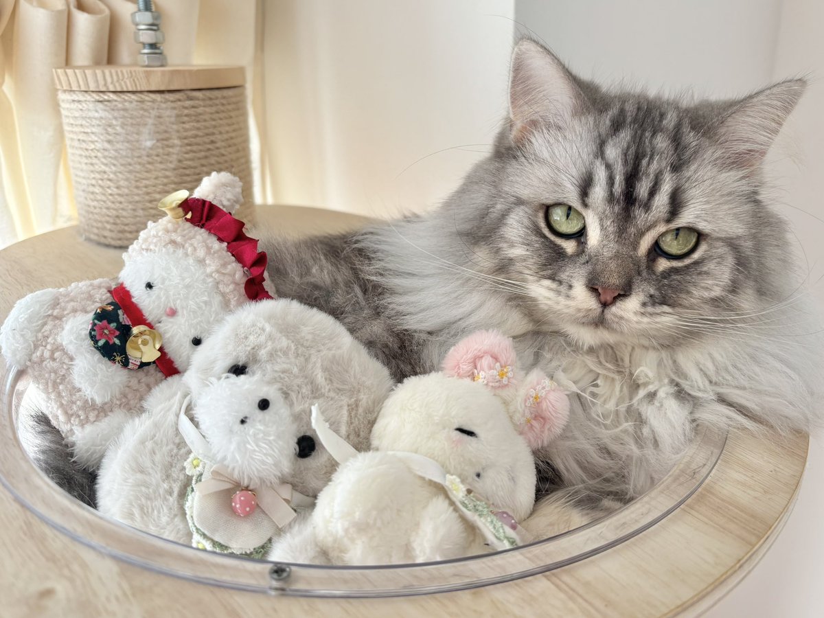 長毛アメショと短毛アメショ tweet media