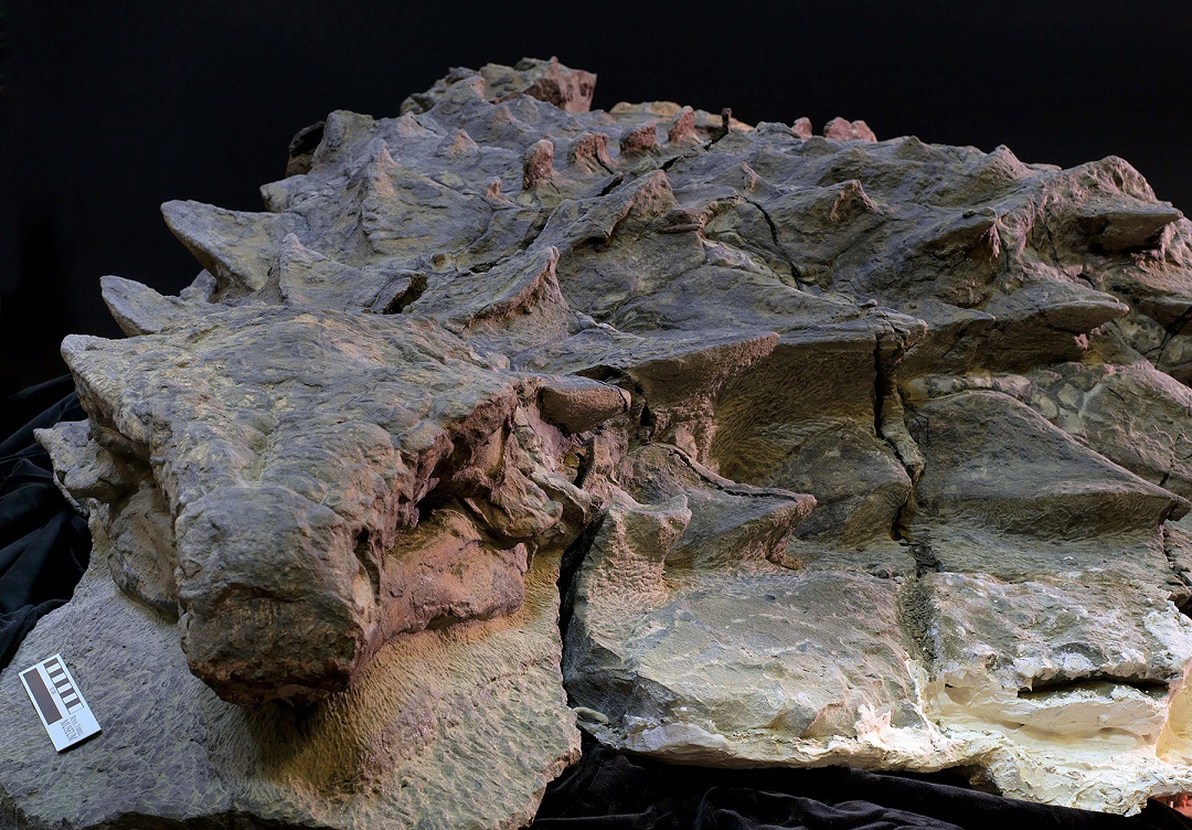 The Etches Collection tweet media