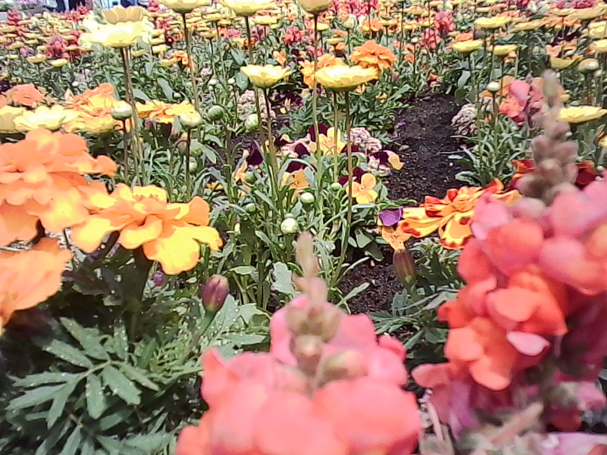 豆猫鳥 tweet media