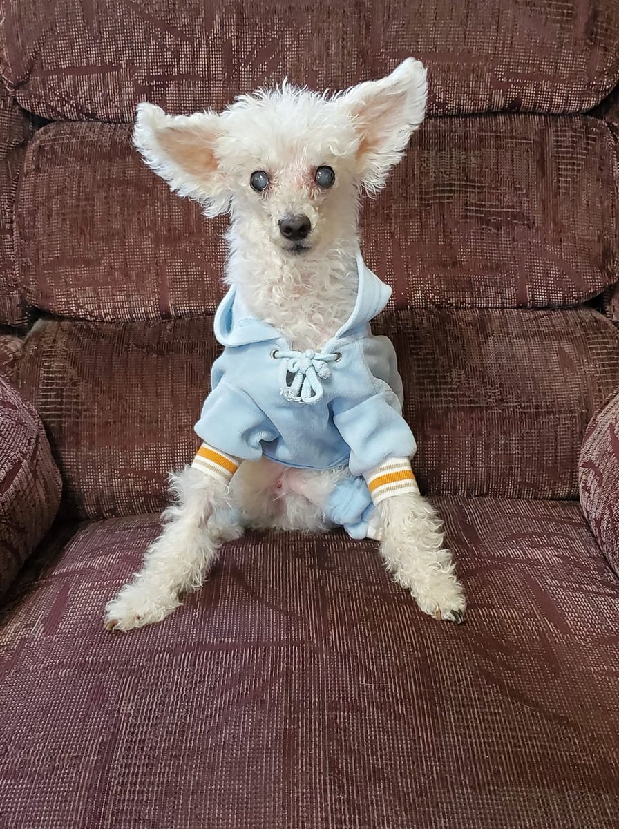 CK_Adventures's tweet photo. It has been four years &amp; seven months since you passed Sampson. I feel like it will never get easier without you. I miss and love you Wiggles! 💖 #missingmywiggles #misswigglesnuggles https://t.co/EU1kGAOZjf