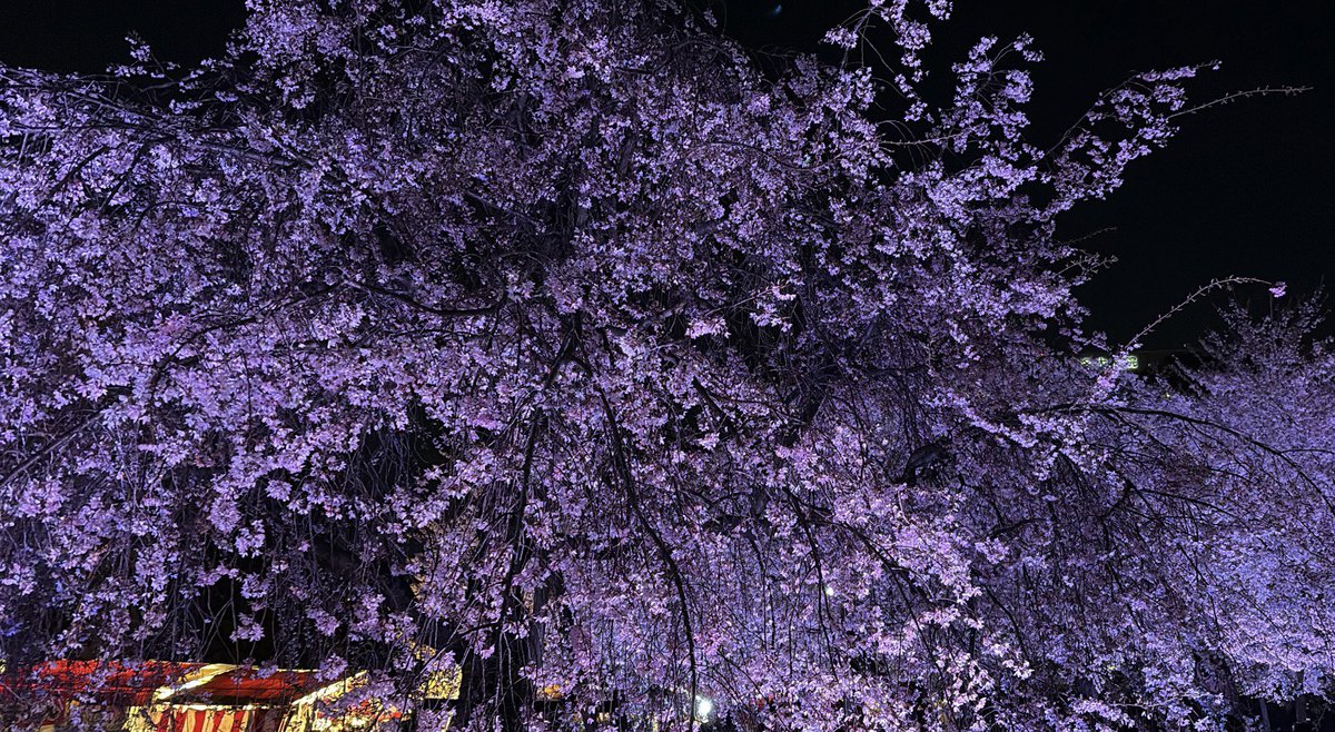 せつな🌻 tweet media