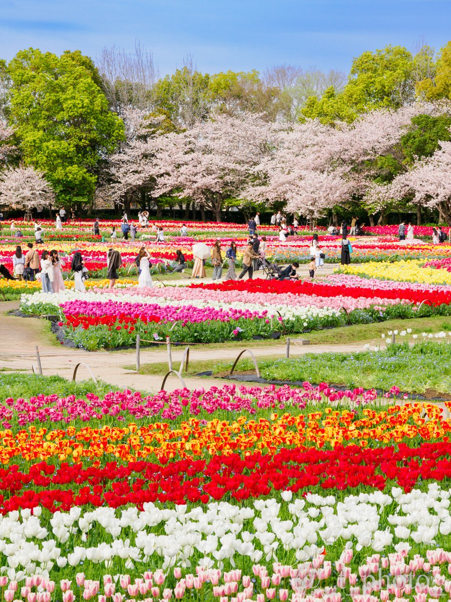 _t_photo_'s tweet photo. お花見

#なばなの里 https://t.co/uoJsaIiWdh