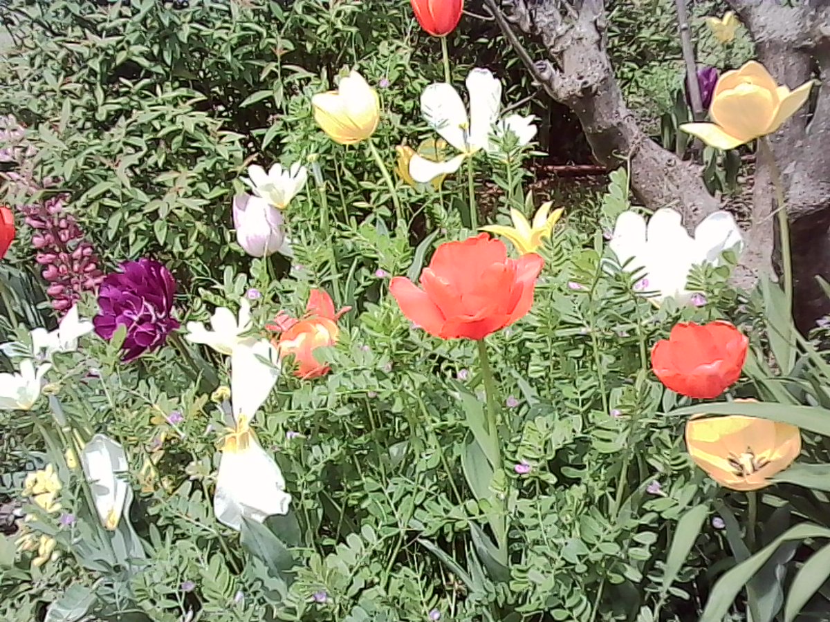 豆猫鳥 tweet media