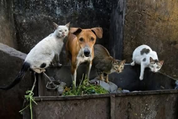 ابو عادل tweet media