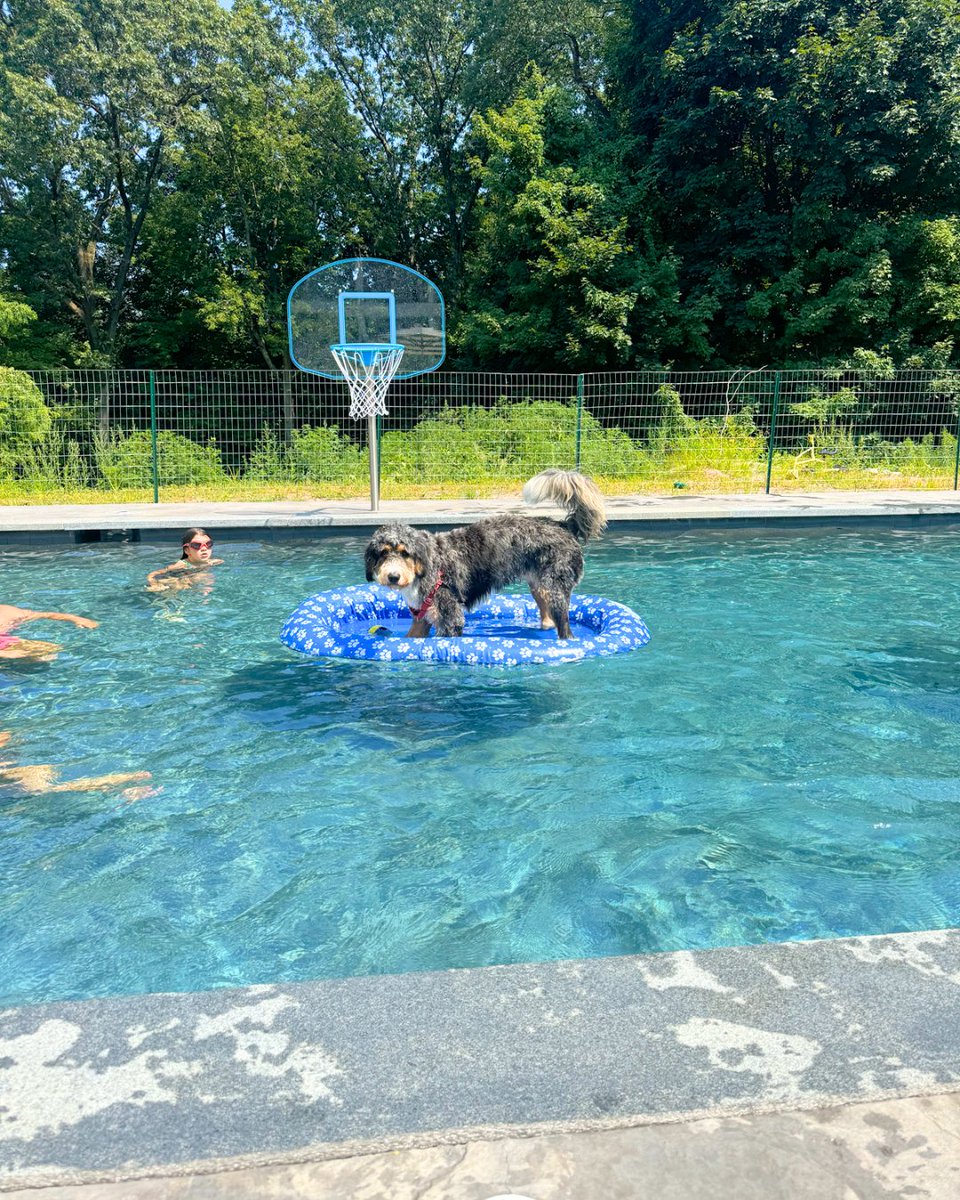 Is it too late to start your pool build? No! 🛠️ A quality gunite pool is a lifetime investment, not just a purchase for one summer. Start now to ensure your backyard transformation is ready for a lifetime of memories.

Start your build: aquapool.com/uncategorized/… #GunitePools