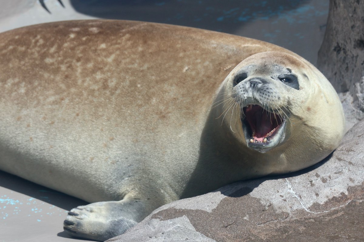 もっさん tweet media