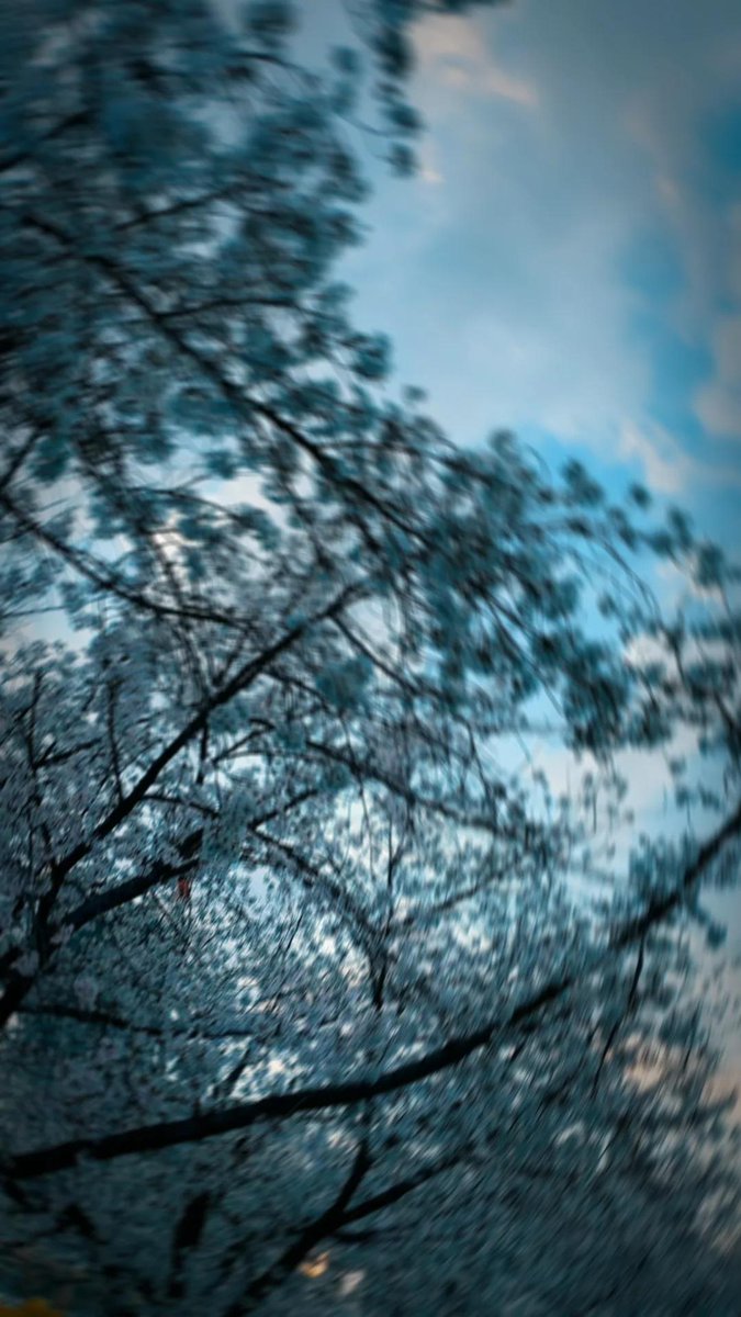 散る瞬間がいちばん綺麗だなんて、