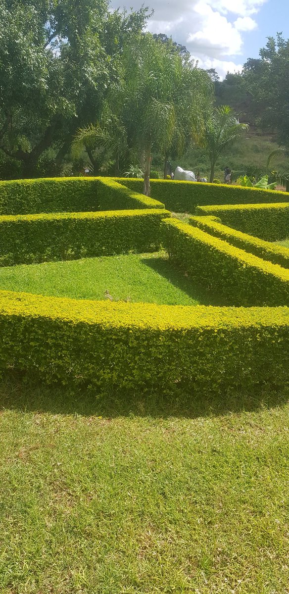 Hon Zivhu tweet media