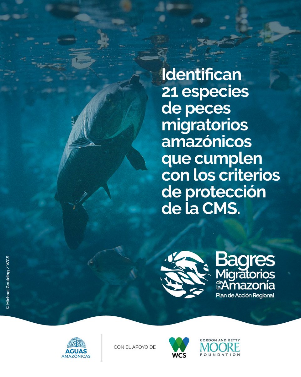 aguasamazonicas's tweet image. Los peces migratorios están entre los vertebrados más amenazados. La Evaluación Global de Peces Migratorios de Agua Dulce presentada en la #COP15 identificó 325 especies que podrían formar parte de la CMS (21 candidatas en la Amazonía).

Léelo en bit.ly/41CSdxk