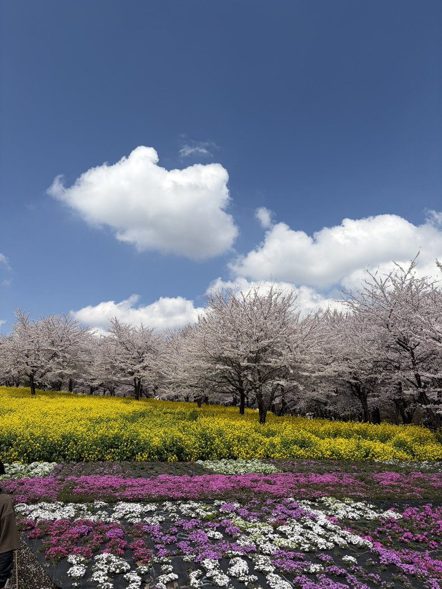 HATORImatt's tweet photo. 赤城千本桜🌸
満開🌸 https://t.co/zWZ5vKw1cD