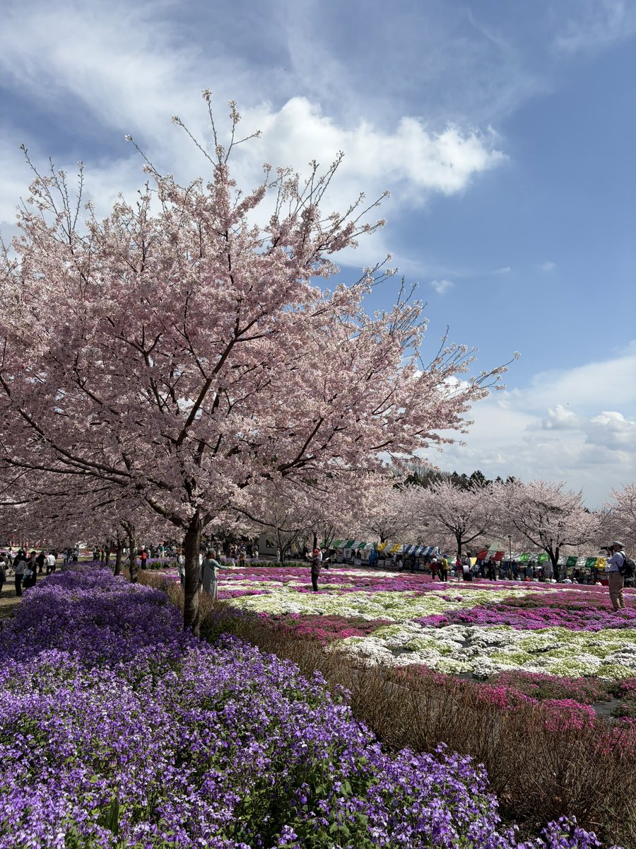 HATORImatt's tweet photo. 赤城千本桜🌸
満開🌸 https://t.co/zWZ5vKw1cD