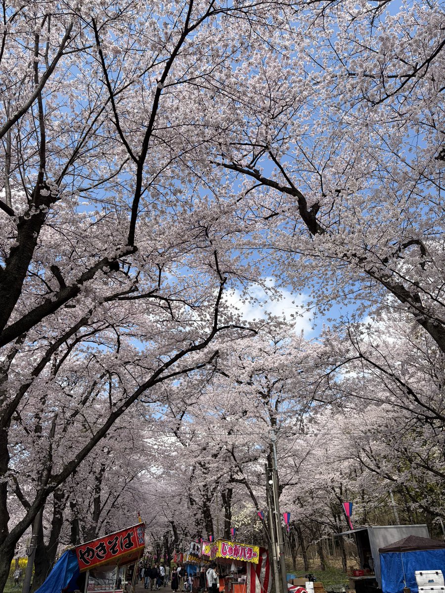 HATORImatt's tweet photo. 赤城千本桜🌸
満開🌸 https://t.co/zWZ5vKw1cD