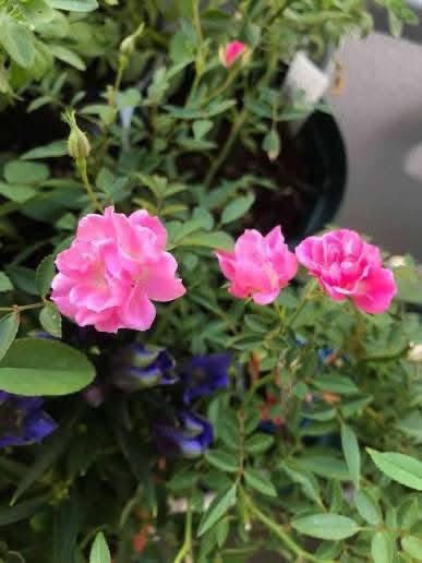 Sup❤️ tweet media