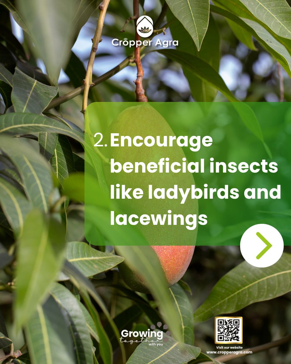 Cropper_Agra's tweet photo. Pests and diseases threaten mango flowers most, risking total yield loss. Use IPM: prune  for air flow, boost beneficial insects, apply bio-protectors early. 
#agriculture #farming  #organic #mango #IPM #CropperAgra https://t.co/YBaWM7EUXj