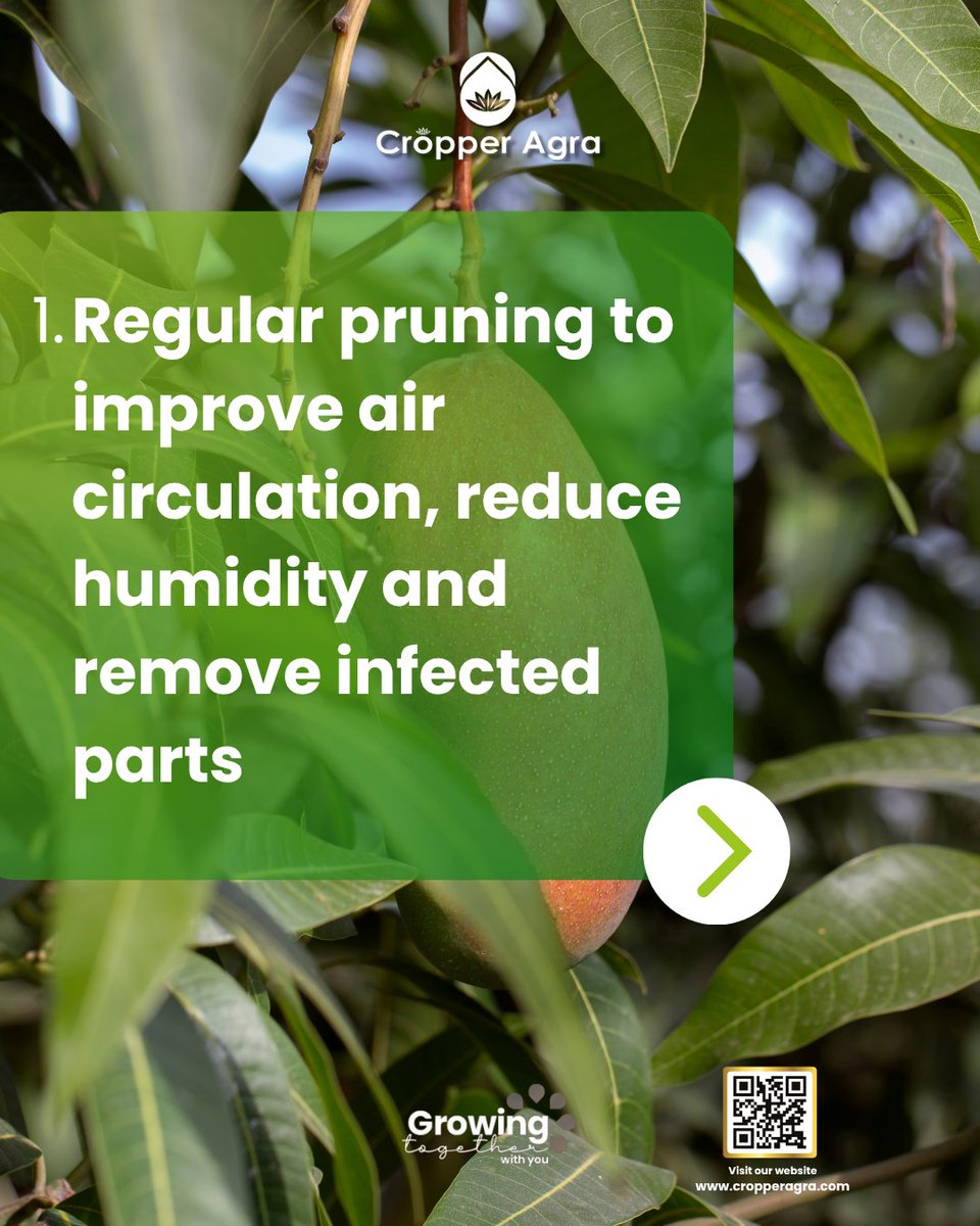 Cropper_Agra's tweet photo. Pests and diseases threaten mango flowers most, risking total yield loss. Use IPM: prune  for air flow, boost beneficial insects, apply bio-protectors early. 
#agriculture #farming  #organic #mango #IPM #CropperAgra https://t.co/YBaWM7EUXj
