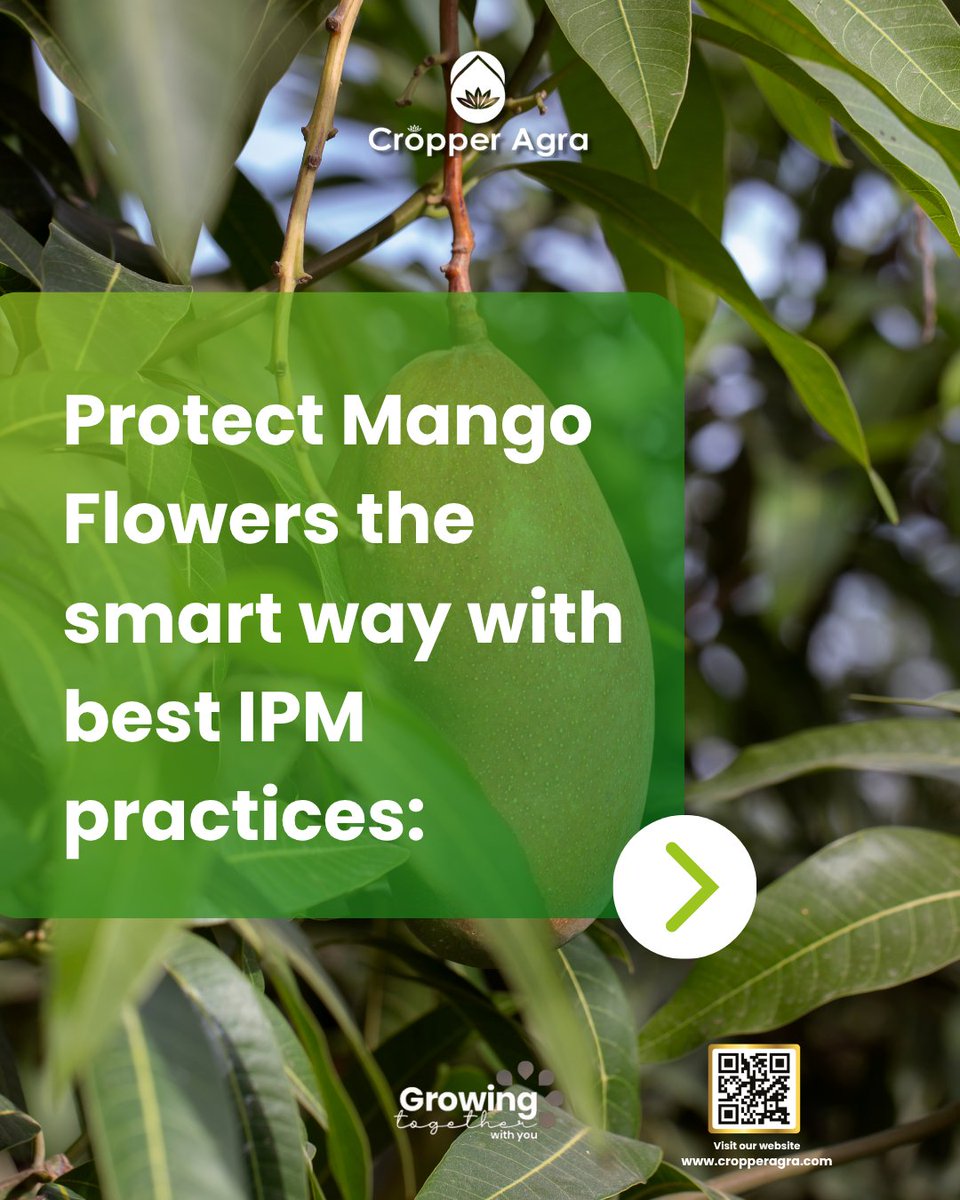 Cropper_Agra's tweet photo. Pests and diseases threaten mango flowers most, risking total yield loss. Use IPM: prune  for air flow, boost beneficial insects, apply bio-protectors early. 
#agriculture #farming  #organic #mango #IPM #CropperAgra https://t.co/YBaWM7EUXj