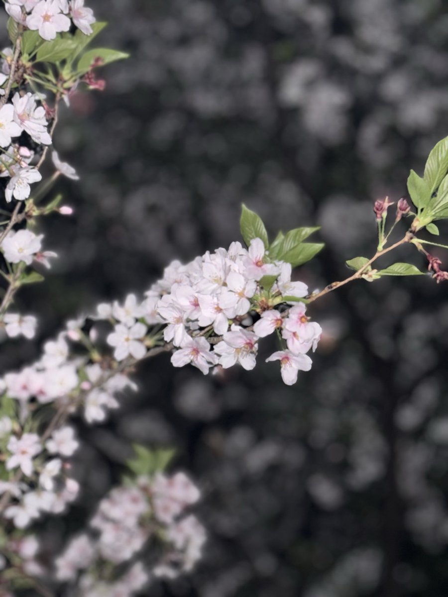 おちょこ🍶 tweet media