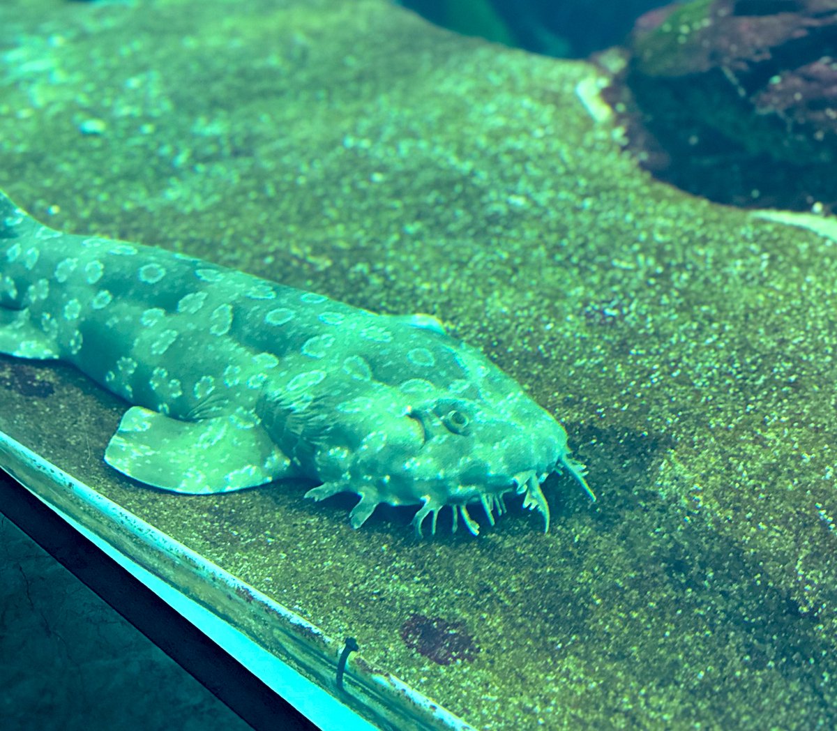 みつこ(残留思念のすがた) tweet media