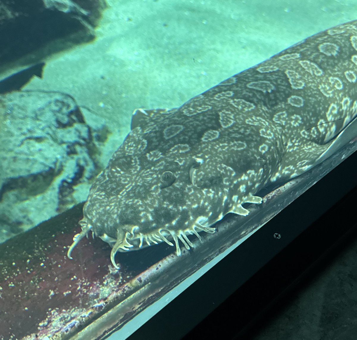 みつこ(残留思念のすがた) tweet media