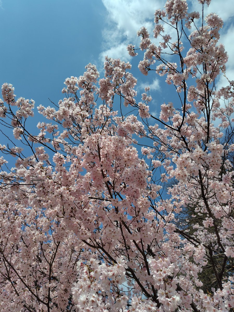 jr7bdg's tweet photo. @omoti_x_oO @heavko 仙台市錦町公園の桜🌸です😉 https://t.co/jsjQUP9UsQ