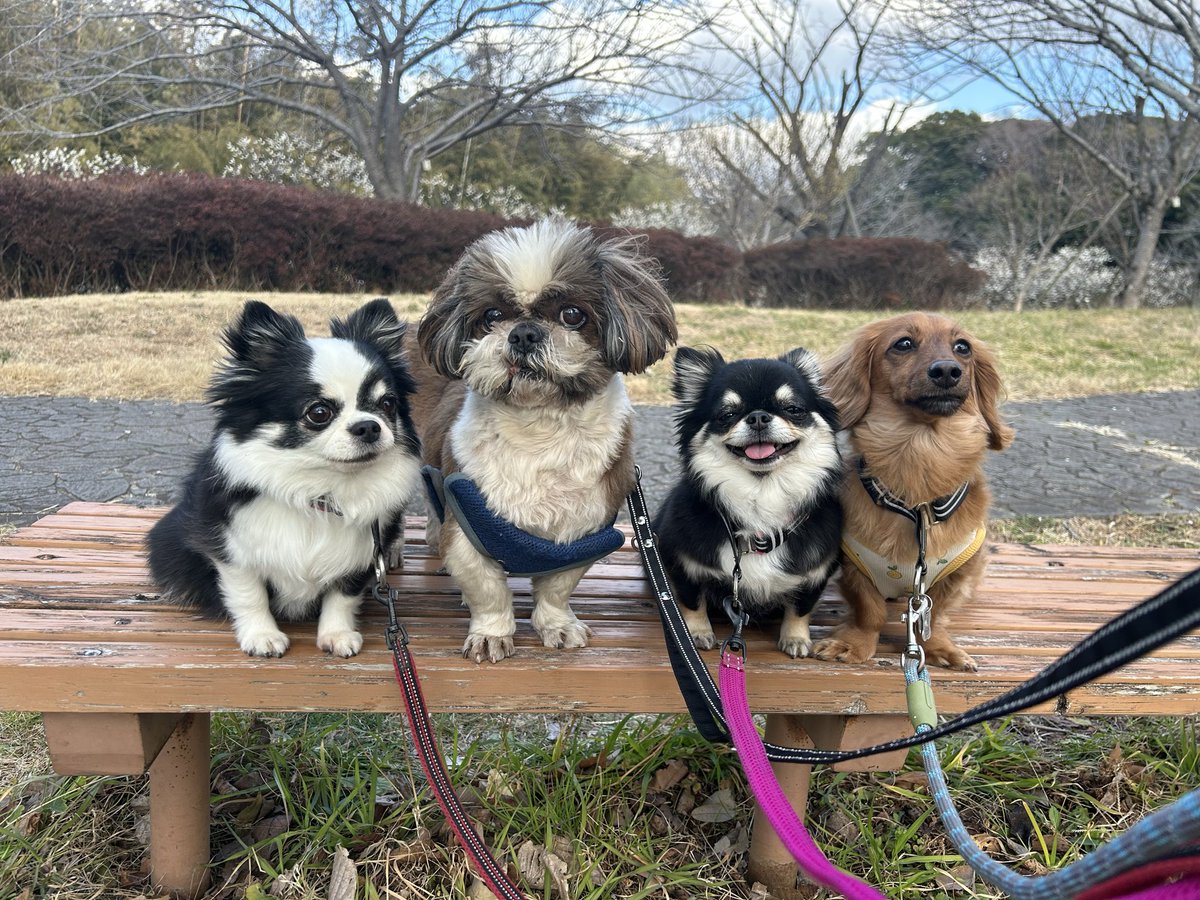 チャッピーちゃん tweet media