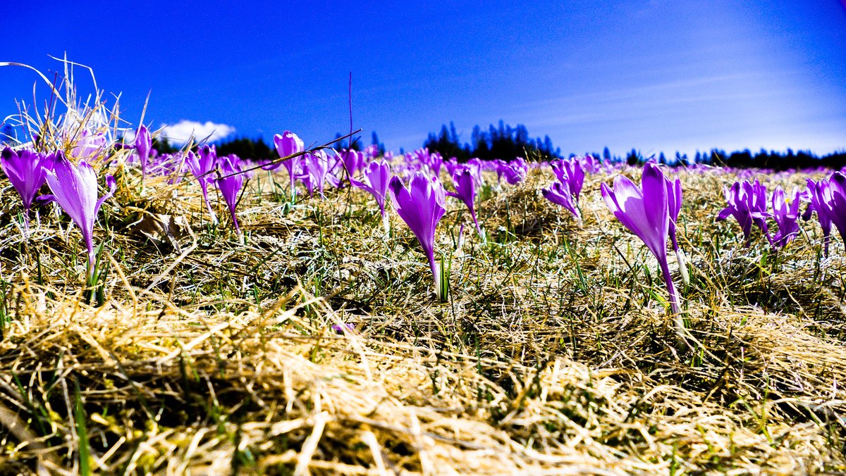 Leaving 🎗️🇮🇱🇺🇦🇪🇺🇨🇦🇬🇱 tweet media