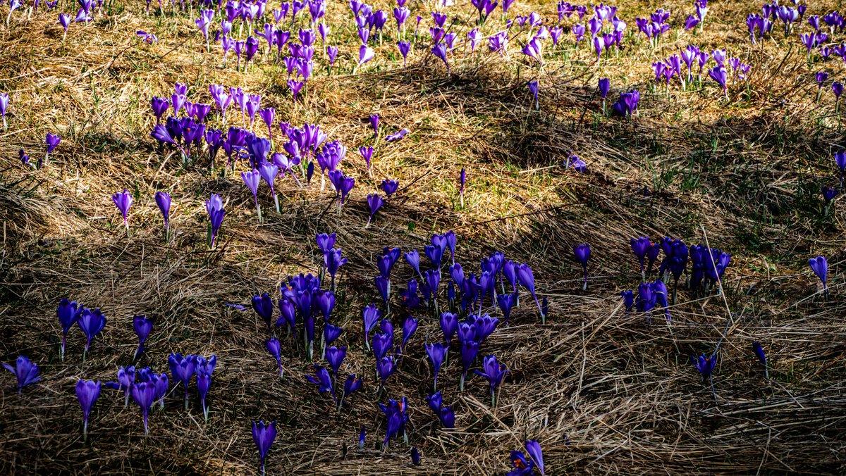 Leaving 🎗️🇮🇱🇺🇦🇪🇺🇨🇦🇬🇱 tweet media