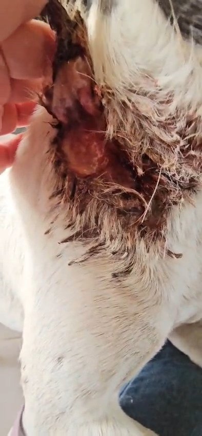 Solange Palacios 🐾💕 tweet media