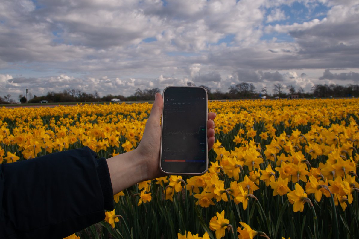 Cipher Owls tweet media