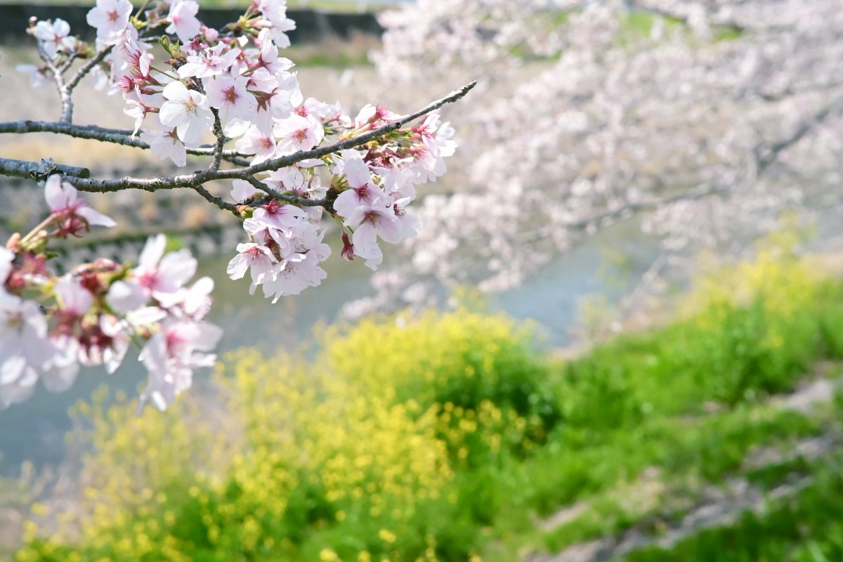 あぎさん@CANYON tweet media