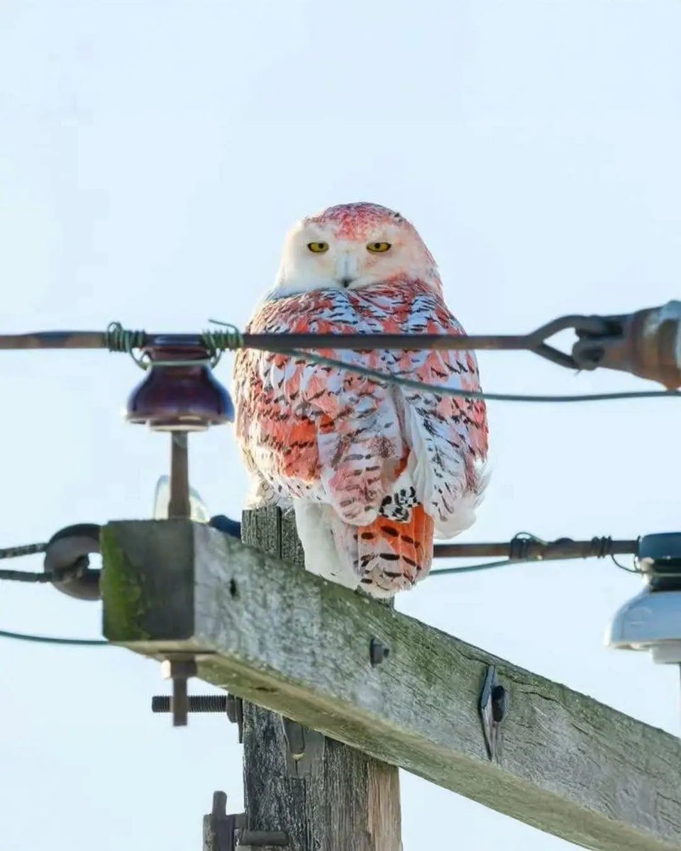 World's Amazing Things tweet media