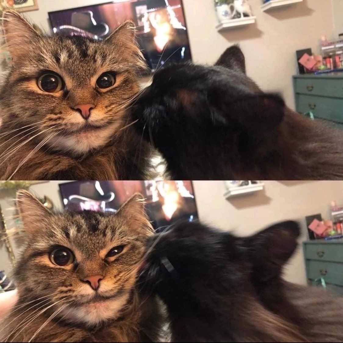 Miaw tweet media