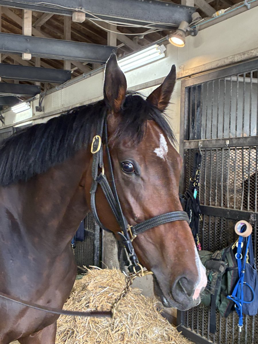 おやおやー tweet media