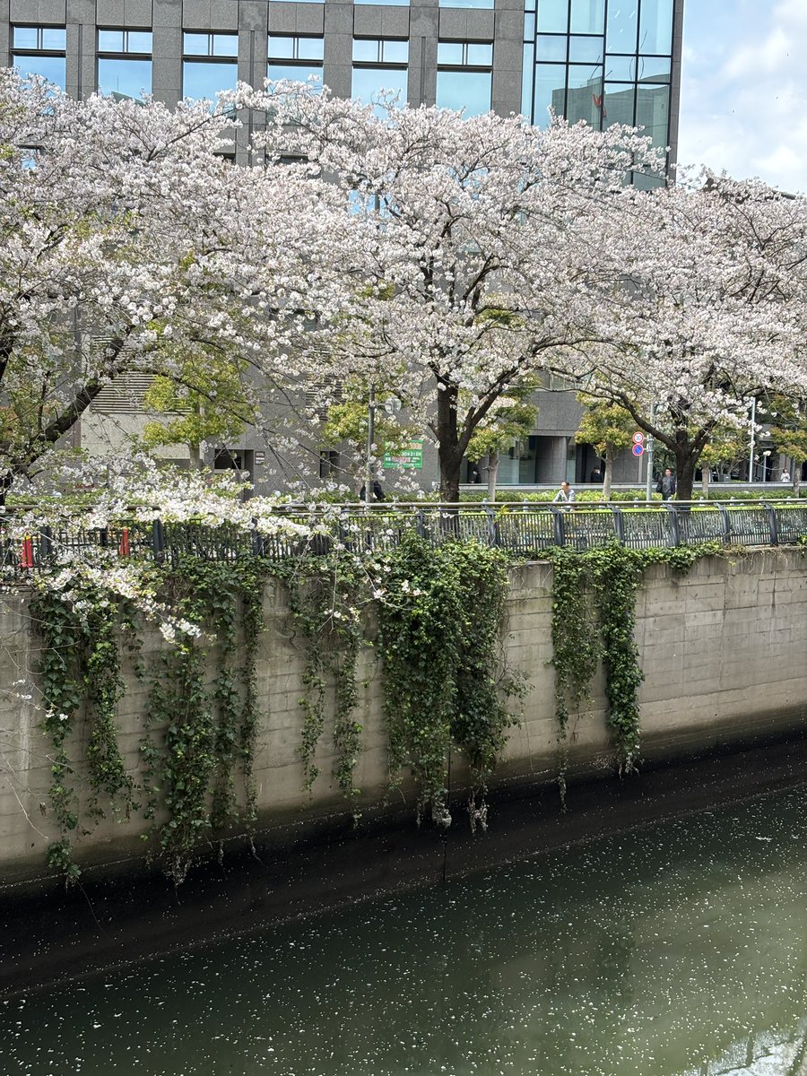 清流日本橋川沿いの桜と去年までKDDIが入ってたビル