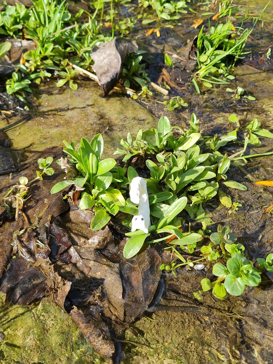 aliin_o7's tweet image. Still not home but at least I got to take brushbuddy on a nice walk by the river
HAPPY ANIME EVERYONE🍀