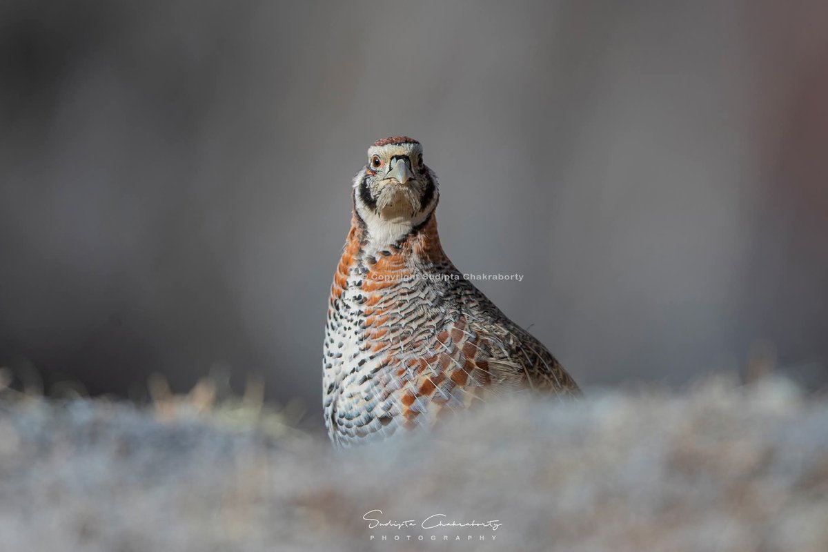 Sudipta Chakraborty Photography tweet media